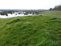 NL, Noord-Brabant, Oirschot, Logtse Baan 1, Saxifraga-Tom Heijnen