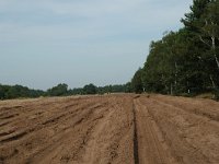 NL, Noord-Brabant, Oirschot, Oirschotse Heide 1, Saxifraga-Jaap Bouwman : stuizand2