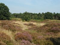 NL, Noord-Brabant, Oirschot, Oirschotse Heide 8, Saxifraga-Jaap Bouwman : stuizand2