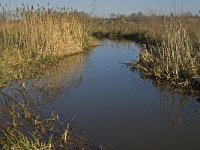 NL, Noord-Brabant, Oirschot, Westelbeersche Broek, Beerze 4, Saxifraga-Jan van der Straaten