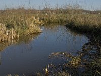 NL, Noord-Brabant, Oirschot, Westelbeersche Broek, Beerze 5, Saxifraga-Jan van der Straaten