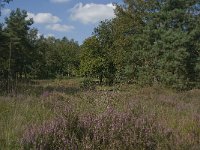 NL, Noord-Brabant, Oisterwijk, Balsvoort 2, Saxifraga-Marijke Verhagen