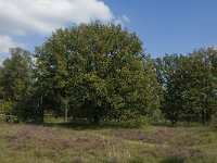 NL, Noord-Brabant, Oisterwijk, Balsvoort 3, Saxifraga-Marijke Verhagen