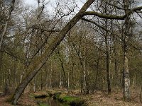 NL, Noord-Brabant, Oisterwijk, Belversche Bergen, Rosep 1, Saxifraga-Marijke Verhagen