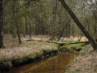 NL, Noord-Brabant, Oisterwijk, Belversche Bergen, Rosep 2, Saxifraga-Marijke Verhagen