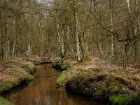 NL, Noord-Brabant, Oisterwijk, Belversche Bergen, Rosep 3, Saxifraga-Marijke Verhagen