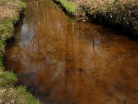 NL, Noord-Brabant, Oisterwijk, Belversche Bergen, Rosep 4, Saxifraga-Marijke Verhagen