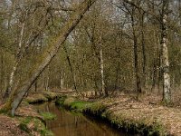 NL, Noord-Brabant, Oisterwijk, Belversche Bergen, Rosep 7, Saxifraga-Marijke Verhagen