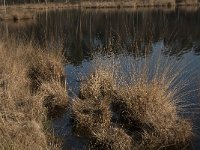 NL, Noord-Brabant, Oisterwijk, Brandven 3, Saxifraga-Jan van der Straaten