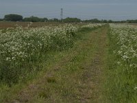 NL, Noord-Brabant, Oisterwijk, De Gement 13, Saxifraga-Jan van der Straaten