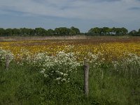 NL, Noord-Brabant, Oisterwijk, De Gement 14, Saxifraga-Jan van der Straaten