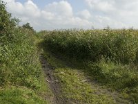 NL, Noord-Brabant, Oisterwijk, Den Opslag 4, Saxifraga-Jan van der Straaten