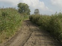 NL, Noord-Brabant, Oisterwijk, Den Opslag 8, Saxifraga-Jan van der Straaten