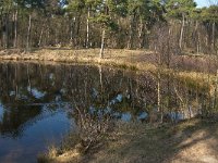 NL, Noord-Brabant, Oisterwijk, Diaconieven 4, Saxifraga-Jan van der Straaten