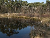 NL, Noord-Brabant, Oisterwijk, Diaconieven 5, Saxifraga-Jan van der Straaten