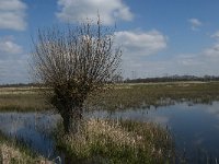 NL, Noord-Brabant, Oisterwijk, Gementsdijk 11, Saxifraga-Jan van der Straaten