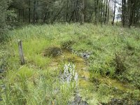 NL, Noord-Brabant, Oisterwijk, Heiloop 1, Saxifraga-Willem van Kruijsbergen