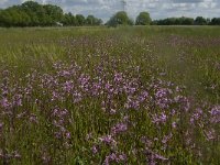 NL, Noord-Brabant, Oisterwijk, Helsbroek 4, Saxifraga-Jan van der Straaten