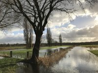 NL, Noord-Brabant, Oisterwijk, Hoevensesteeg 7, Saxifraga-Jan van der Straaten