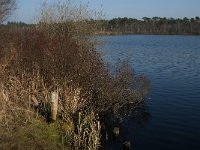 NL, Noord-Brabant, Oisterwijk, Kolkven 2, Saxifraga-Jan van der Straaten