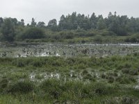 NL, Noord-Brabant, Oisterwijk, Logtsebaan 3, Saxifraga-Willem van Kruijsbergen