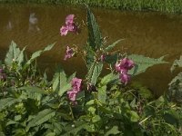 NL, Noord-Brabant, Oisterwijk, Reusel 4, Saxifraga-Jan van der Straaten