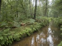 NL, Noord-Brabant, Oisterwijk, Rosep 7, Saxifraga-Willem van Kruijsbergen