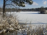 NL, Noord-Brabant, Oisterwijk, Voorste Goorven 6, Saxifraga-Jan van der Straaten