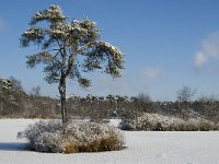 NL, Noord-Brabant, Oisterwijk, Voorste Goorven 7, Saxifraga-Jan van der Straaten