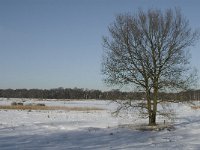 NL, Noord-Brabant, Oisterwijk, Winkelsven 10, Saxifraga-Jan van der Straaten