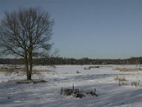 NL, Noord-Brabant, Oisterwijk, Winkelsven 11, Saxifraga-Jan van der Straaten