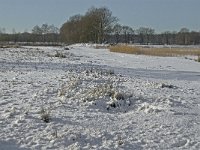 NL, Noord-Brabant, Oisterwijk, Winkelsven 22, Saxifraga-Jan van der Straaten