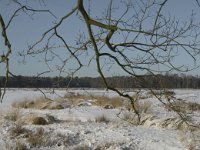 NL, Noord-Brabant, Oisterwijk, Winkelsven 25, Saxifraga-Marijke Verhagen