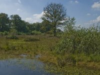 NL, Noord-Brabant, Oisterwijk, Winkelsven 28, Saxifraga-Marijke Verhagen