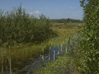 NL, Noord-Brabant, Oisterwijk, Winkelsven 29, Saxifraga-Marijke Verhagen