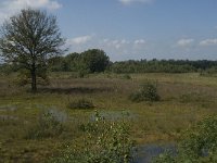 NL, Noord-Brabant, Oisterwijk, Winkelsven 31, Saxifraga-Marijke Verhagen