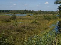 NL, Noord-Brabant, Oisterwijk, Winkelsven 32, Saxifraga-Marijke Verhagen