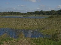 NL, Noord-Brabant, Oisterwijk, Winkelsven 34, Saxifraga-Marijke Verhagen