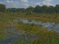 NL, Noord-Brabant, Oisterwijk, Winkelsven 35, Saxifraga-Marijke Verhagen