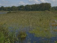 NL, Noord-Brabant, Oisterwijk, Winkelsven 36, Saxifraga-Marijke Verhagen