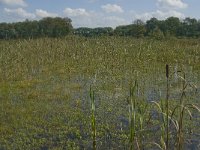 NL, Noord-Brabant, Oisterwijk, Winkelsven 37, Saxifraga-Marijke Verhagen