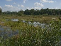 NL, Noord-Brabant, Oisterwijk, Winkelsven 38, Saxifraga-Marijke Verhagen