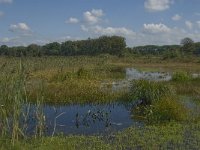 NL, Noord-Brabant, Oisterwijk, Winkelsven 39, Saxifraga-Marijke Verhagen