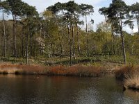 NL, Noord-Brabant, Oisterwijk, Wolfsputven 10, Saxifraga-Jan van der Straaten