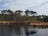 NL, Noord-Brabant, Oisterwijk, Wolfsputven 2, Saxifraga-Jan van der Straaten