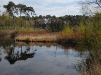 NL, Noord-Brabant, Oisterwijk, Wolfsputven 8, Saxifraga-Jan van der Straaten