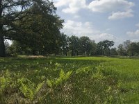 Nl, Noord-Brabant, Oisterwijk, Balsvoortse Weg 1, Saxifraga-Jan van der Straaten