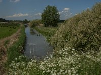 NL, Noord-Brabant, Oss, De Vliet 2, Saxifraga-Jan van der Straaten