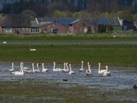 NL, Noord-Brabant, Oss, Marense eendenkooi 2, Saxifraga-Jan van der Straaten