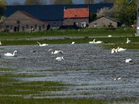 NL, Noord-Brabant, Oss, Marense eendenkooi 3, Saxifraga-Jan van der Straaten